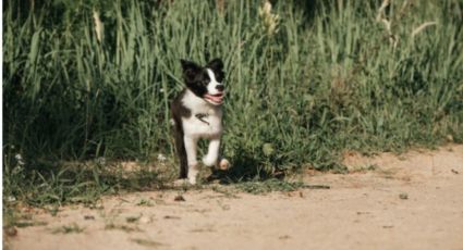 Impactante: perro perdido en Puebla encuentra a su familia de una extraña forma