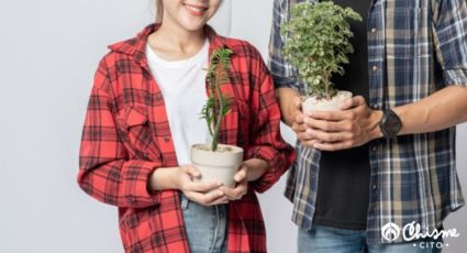 ¿Quieres reavivar el fuego amoroso? 3 plantas que son un símbolo del amor