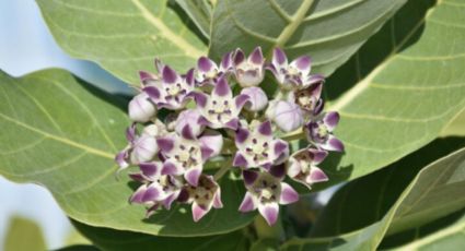 El secreto de jardinería para que tu Flor de Cera florezca en forma de estrella