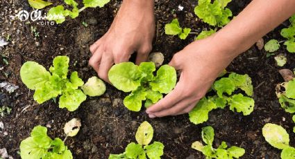 ¡No es abono casero! revive tus plantas con esta solución simple y económica