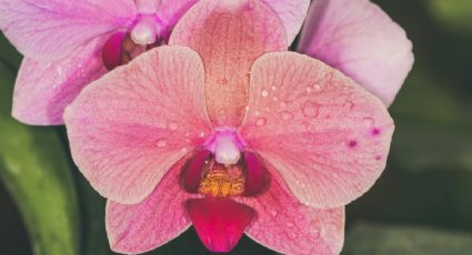 Trucazo para reciclar el agua de lluvia y ayudar en el crecimiento de tus orquídeas