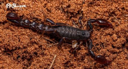 Despídete de alacranes y arañas con estos dos ingredientes naturales