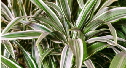 Planta de la felicidad: Aplica estos cuidados en verano para mantener saludable el palo de agua