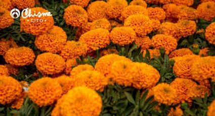 El secreto de jardineros para que la planta de cempasúchil estalle de flores el Día de Muertos