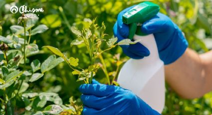 Plantas libres de plagas con este fumigador a base de 1 ingrediente y 2 líquidos poderosos