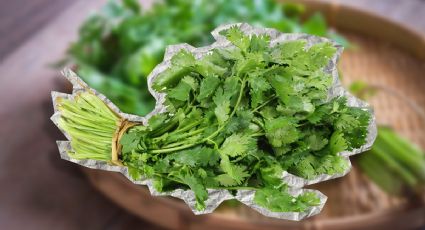 Olvida el estrés y llega descansado al fin de semana solo gracias a las propiedades del cilantro