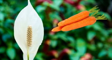 Cuna de Moisés: descubre cómo usar zanahoria para tener flores fascinantes