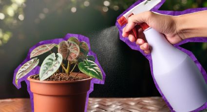 Solo con ajo, aprende a hacer un fungicida que elimina los hongos de las plantas de tu jardín