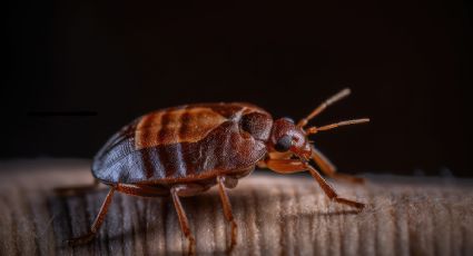 Acaba con las chinches: el poderoso insecticida orgánico y barato con algas fosilizadas