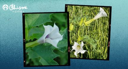 La planta con bellas flores blancas y una sustancia que te deja como 'zombie'