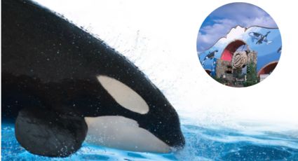 ¿Willy era mexicana? La triste historia de la orca que vivió 10 años en cautiverio en Reino Aventura