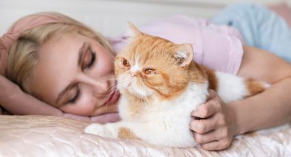 ¿Por qué tu gato prefiere algunas partes de tu cuerpo para dormir?