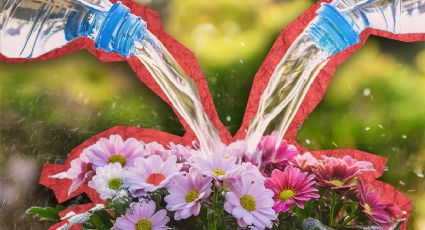 Junta estos dos líquidos de tu cocina y consigue que tus plantas se llenen de flores en 10 días