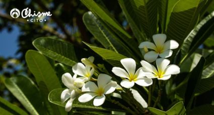 Descubre cuál es la planta que los aztecas usaban para relajarse y por qué debes tenerla en casa