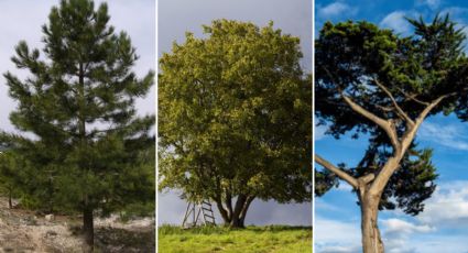 Elige un árbol y te diré qué emoción domina tu corazón