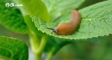 Usando una semilla, elimina las babosas y caracoles de tu jardín