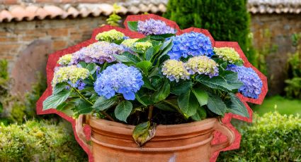 ¿Cuál es el significado espiritual de las flores de las hortensias en el jardín?