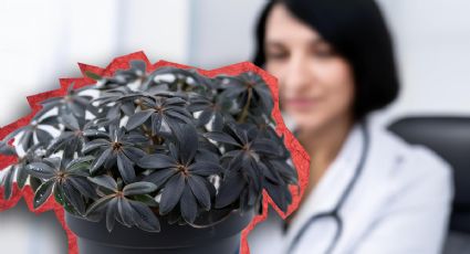 La planta secreta que ayuda al buen funcionamiento intestinal y reduce el dolor estomacal