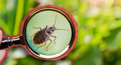 Chinches: el jabón natural proveniente de un árbol que elimina las plagas fácilmente