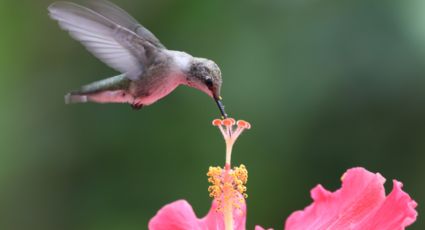 La desconocida razón por la que colibríes visitan tu jardín, según National Geographic