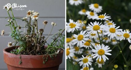 Revive tus plantas en 24 horas gracias a este remedio casero a base de una flor medicinal