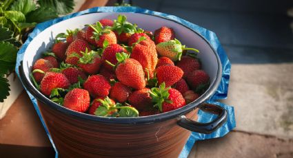 El secreto para limpiar fresas y que se mantengan deliciosas en tu refrigerador