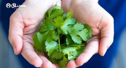 ¡Siempre fresco! la forma de cultivar cilantro en una botella de cocina