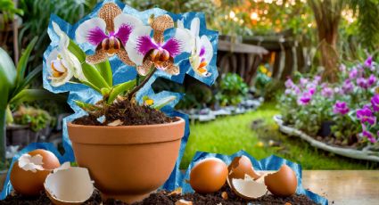 El abono natural con cáscaras de papa, huevo y ceniza, para devolver la vida a tus plantas