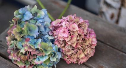 ¿Qué hacer si las hojas de mis hortensias se ponen amarillas? Trucazo para revivirlas