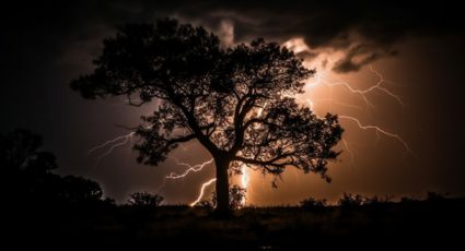 ¿Cómo proteger tus árboles ante huracanes y tormentas?