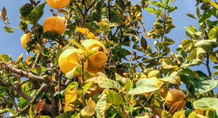 Despídete de las plagas de tu limonero gracias a un barato insecticida casero