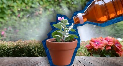 5 usos del vinagre en las plantas de tu hogar que te van a sorprender