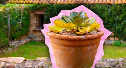 ¿Qué significa que las hojas de las plantas de mi jardín estén de color amarillo?