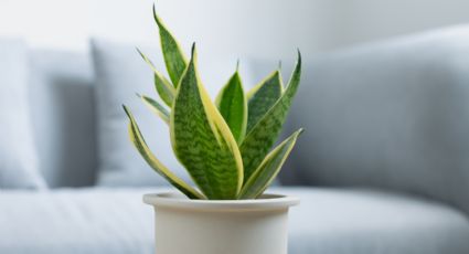 El lugar donde debes tener una planta lengua de suegra para protegerte contra la envidia