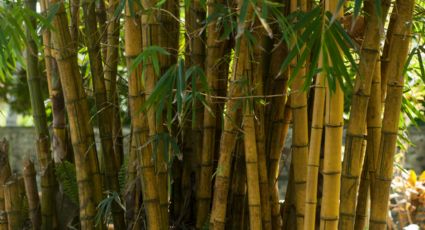 Bambú de la suerte: la cantidad de tallos que debe tener tu planta para atraer riqueza