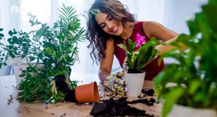 Evita los aromatizadores y perfuma tu hogar con estas 3 plantas