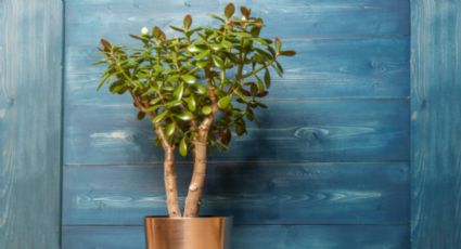 ¡No es el árbol de jade! La planta que atrae fortuna al hogar