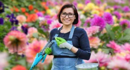 ¿Quieres que tu Dalia tenga las flores más hermosas del jardín? Este es el abono que necesita