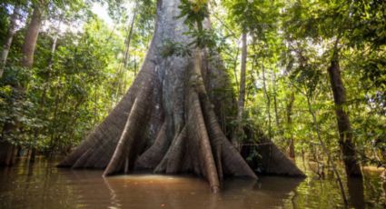 El árbol de la mitología maya que produce aceite y 10 litros de néctar por noche