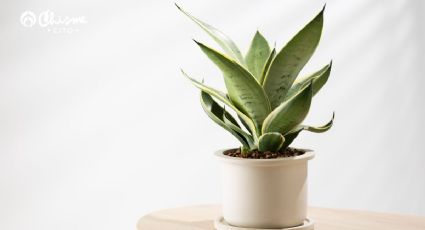 ¿Cuál es la humedad ideal para que la Sansevieria crezca fuerte y verde?