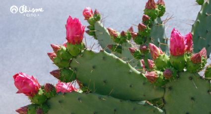 Este es el mejor sitio de la casa para que los cactus atraigan buenas energías