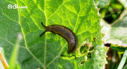 Una cucharadita de cal y una de cerveza para ahuyentar las babosas de tus plantas