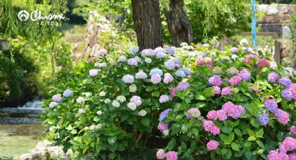 El secreto de los jardineros para que las hortensias exploten de flores