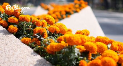 Guía paso a paso para sembrar cempasúchil en casa y tener flores en Día de Muertos