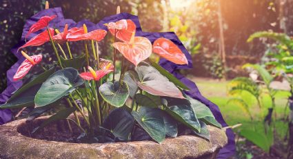 Aprende a mantener la belleza de la flores de los anturios, solo con vinagre