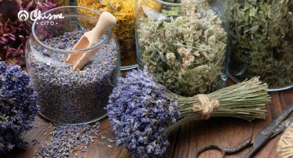 El método para recuperar las hojas amarillas de la lavanda en pocos días