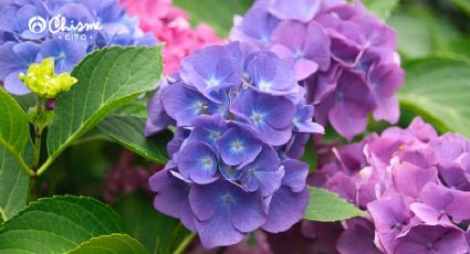 ¿Estás ahogando a tu hortensia? Aprende a identificar si está recibiendo demasiada agua