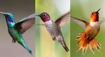 Elige un colibrí y te diremos cómo enfrentas los desafíos del destino