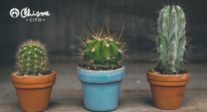 La técnica de expertos para salvar cactus podridos y que vuelvan a crecer sanos