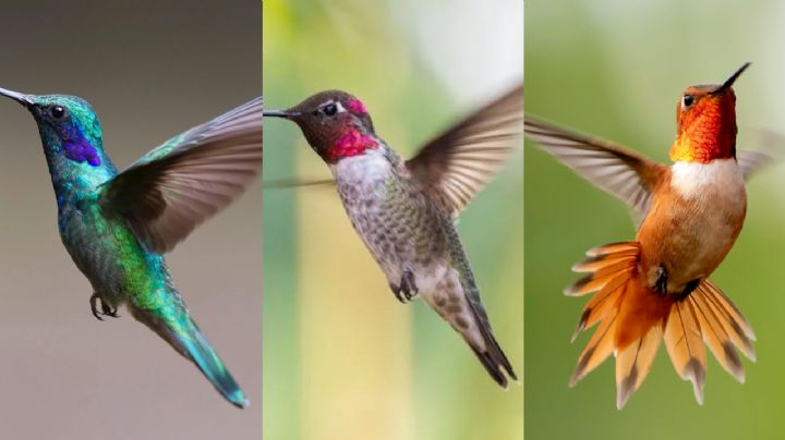 Elige un colibrí y te diremos cómo enfrentas los desafíos del destino